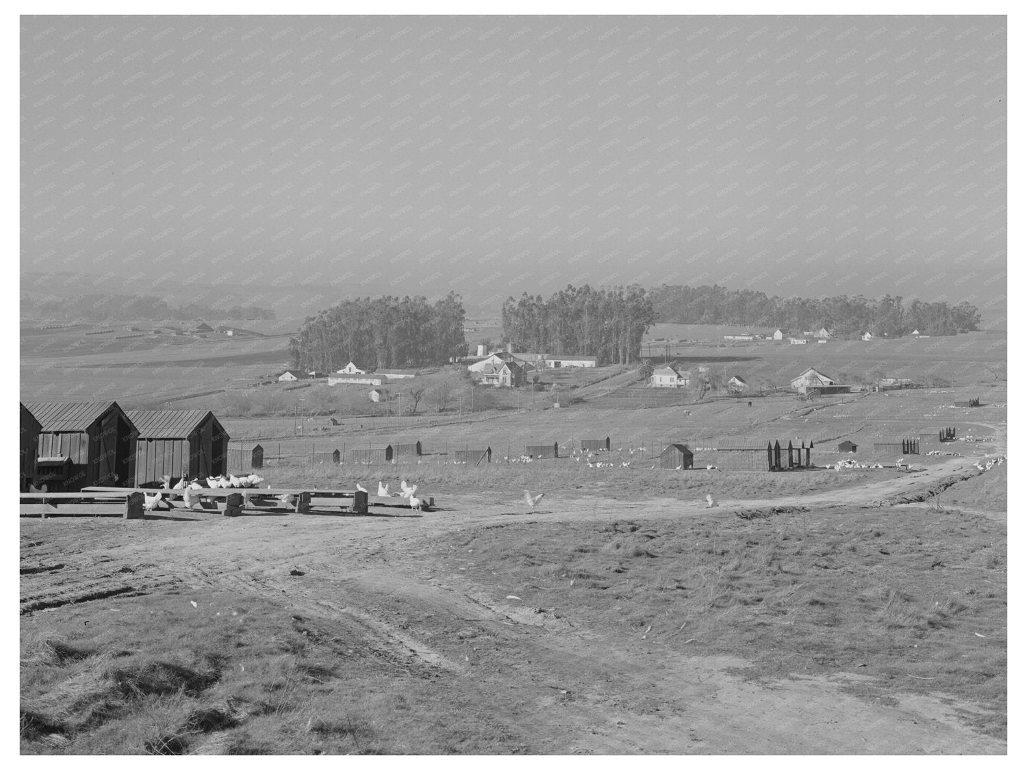 Sonoma County Chicken Ranches January 1942 Image