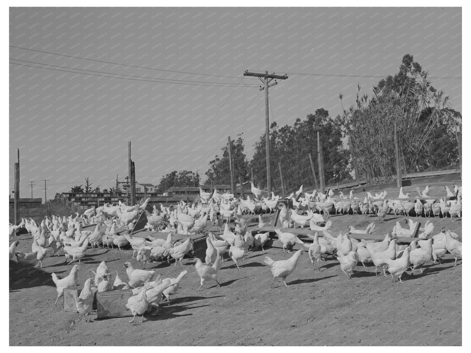 Chickens Raised for Eggs in Sonoma County 1942