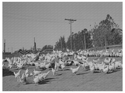 Chickens Raised for Eggs in Sonoma County 1942