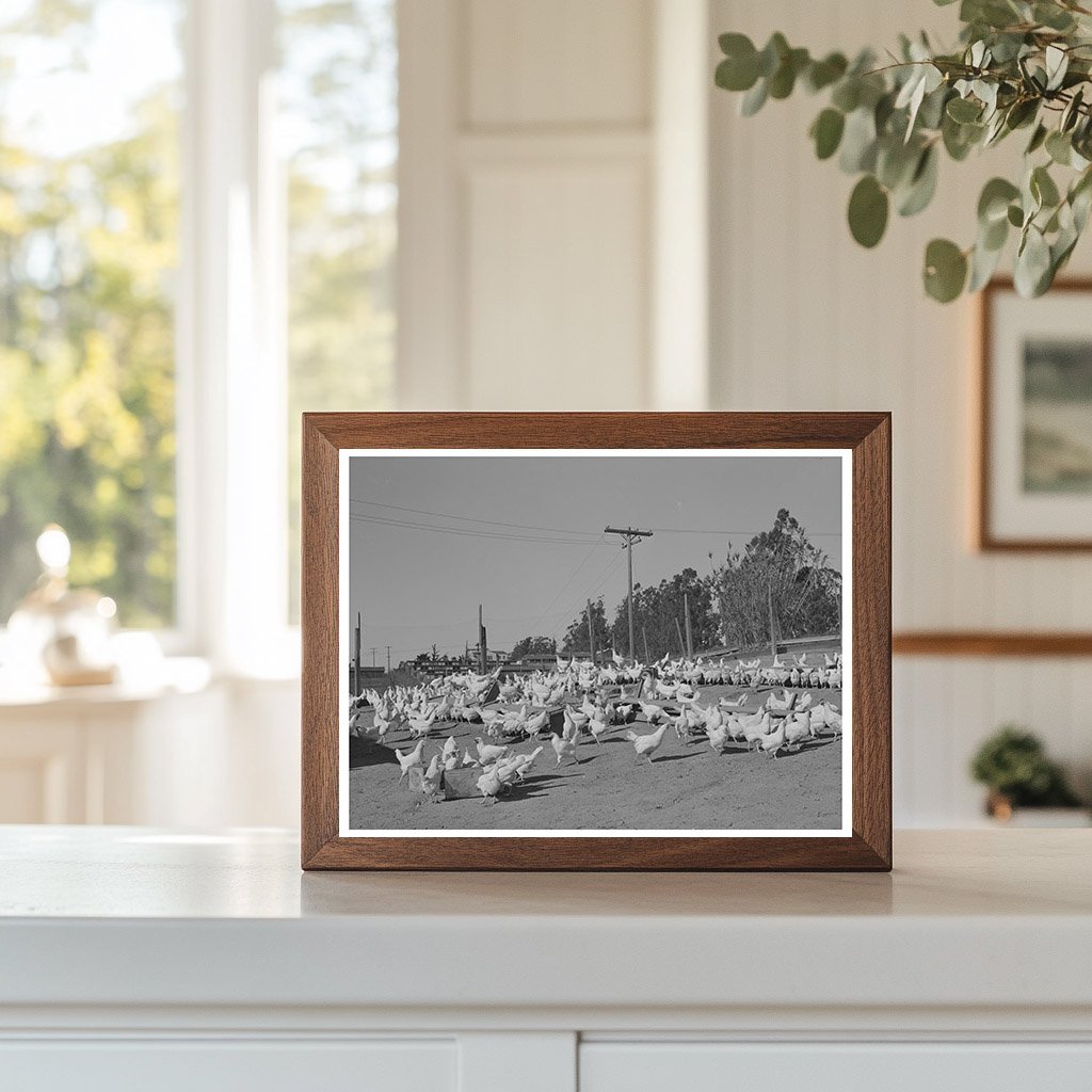 Chickens Raised for Eggs in Sonoma County 1942