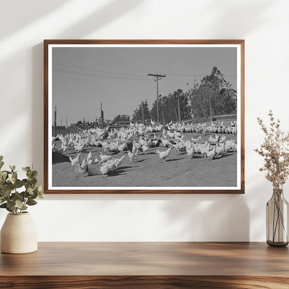 Chickens Raised for Eggs in Sonoma County 1942