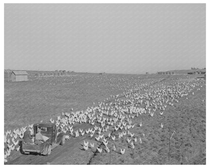 Sonoma County Ranch Scene Feeding Chickens 1942