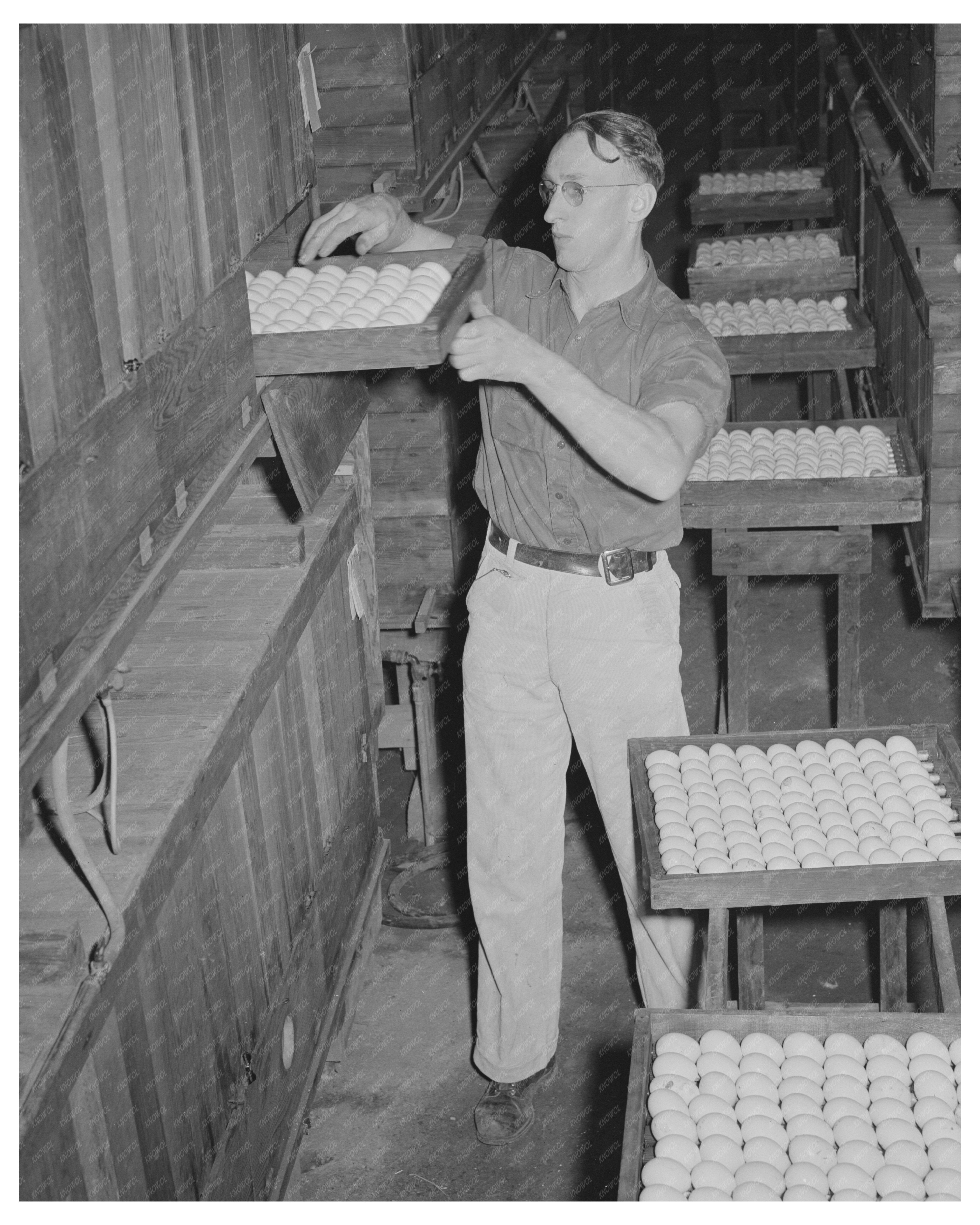 Eggs in Incubator at Hatchery Petaluma January 1942