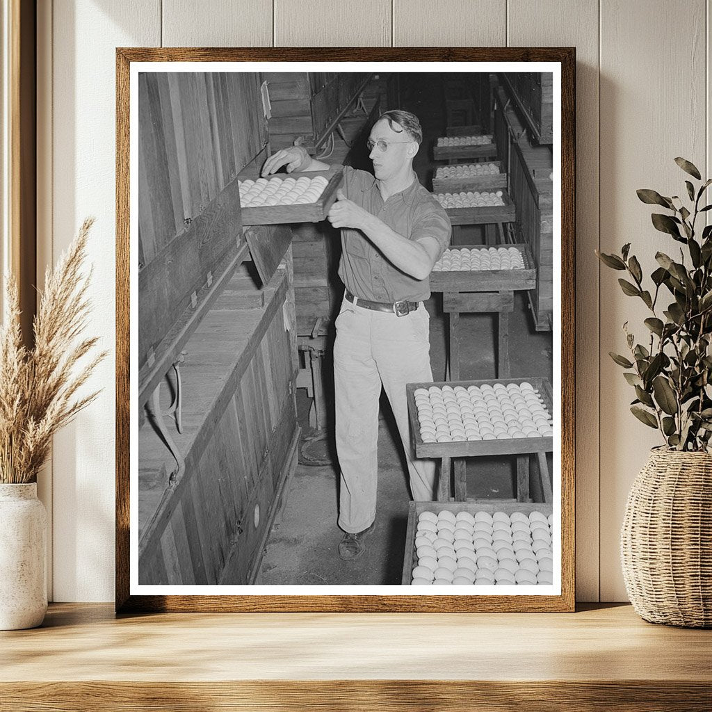 Eggs in Incubator at Hatchery Petaluma January 1942