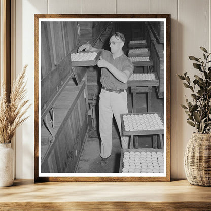 Eggs in Incubator at Hatchery Petaluma January 1942