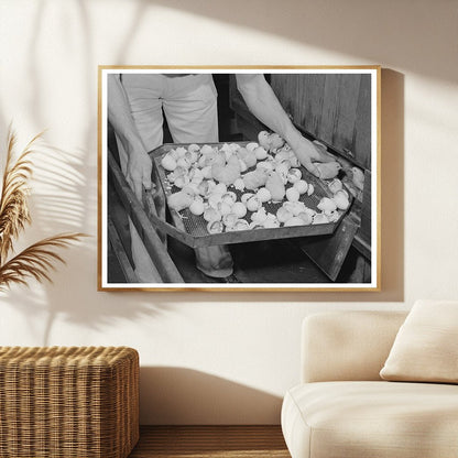 1942 Vintage Image of Newly-Hatched Chicks in California