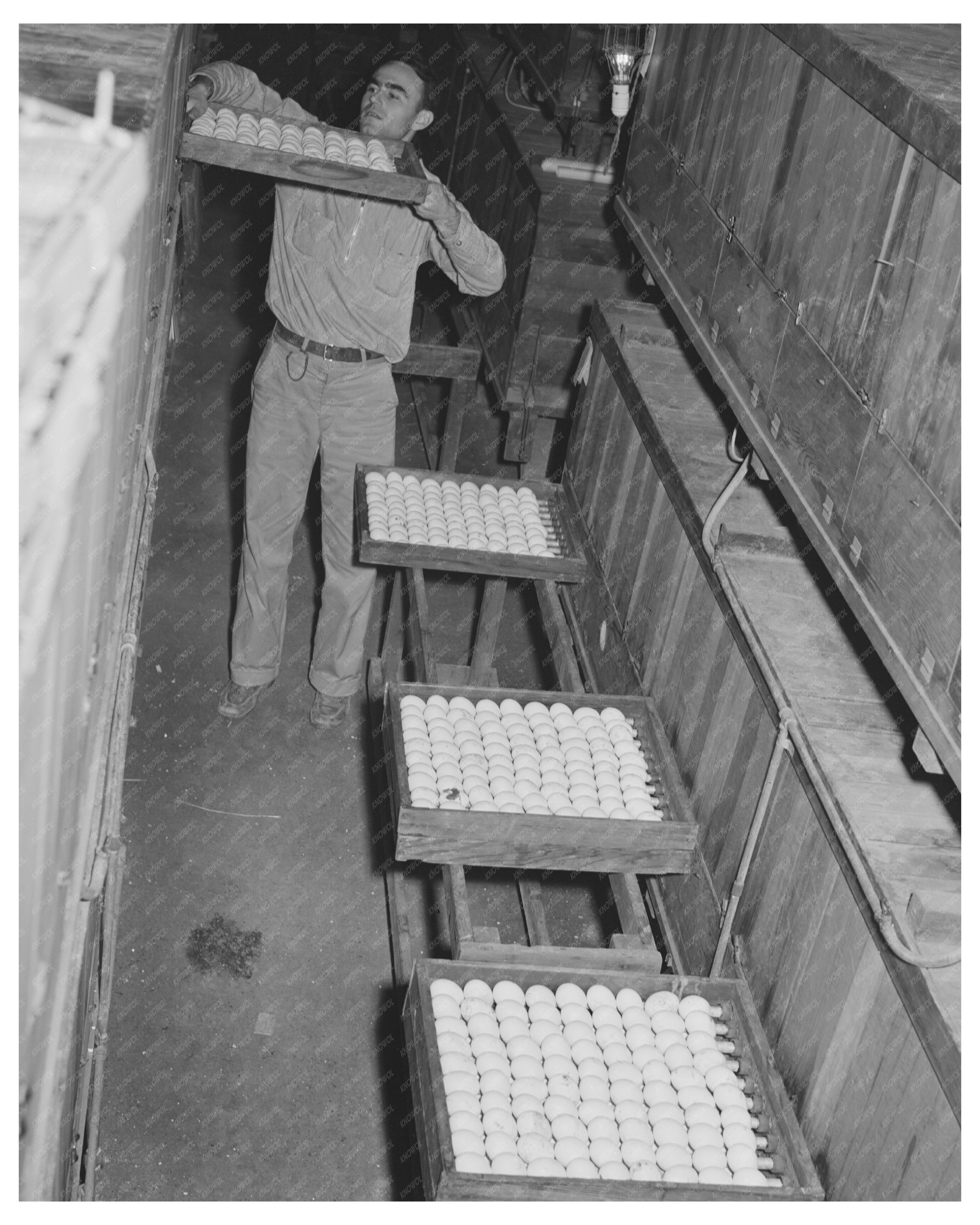 1942 Vintage Hatchery Scene in Petaluma California