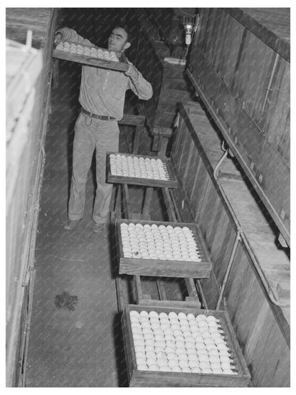 Egg Placement in Incubator at Petaluma Hatchery 1942