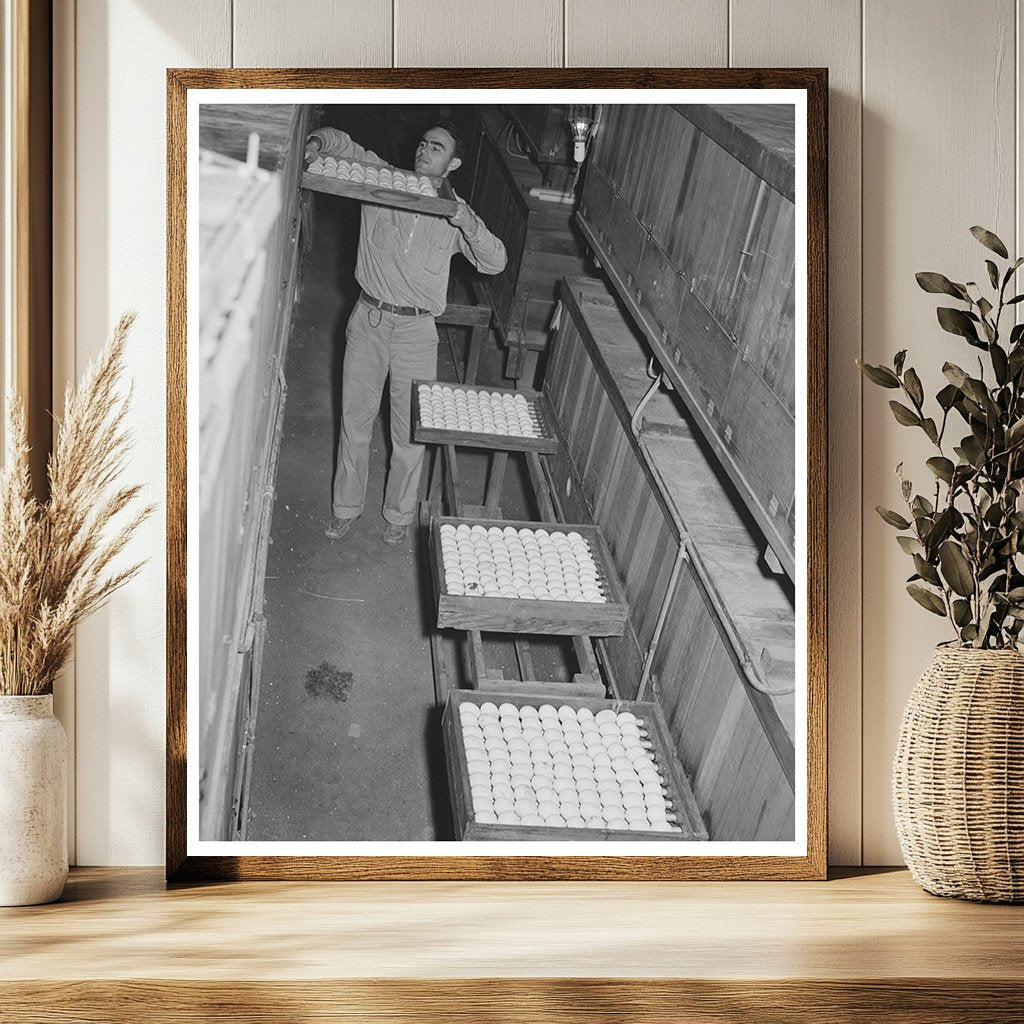 1942 Vintage Hatchery Scene in Petaluma California