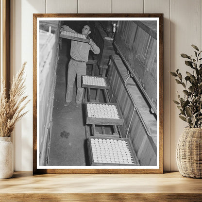 1942 Vintage Hatchery Scene in Petaluma California