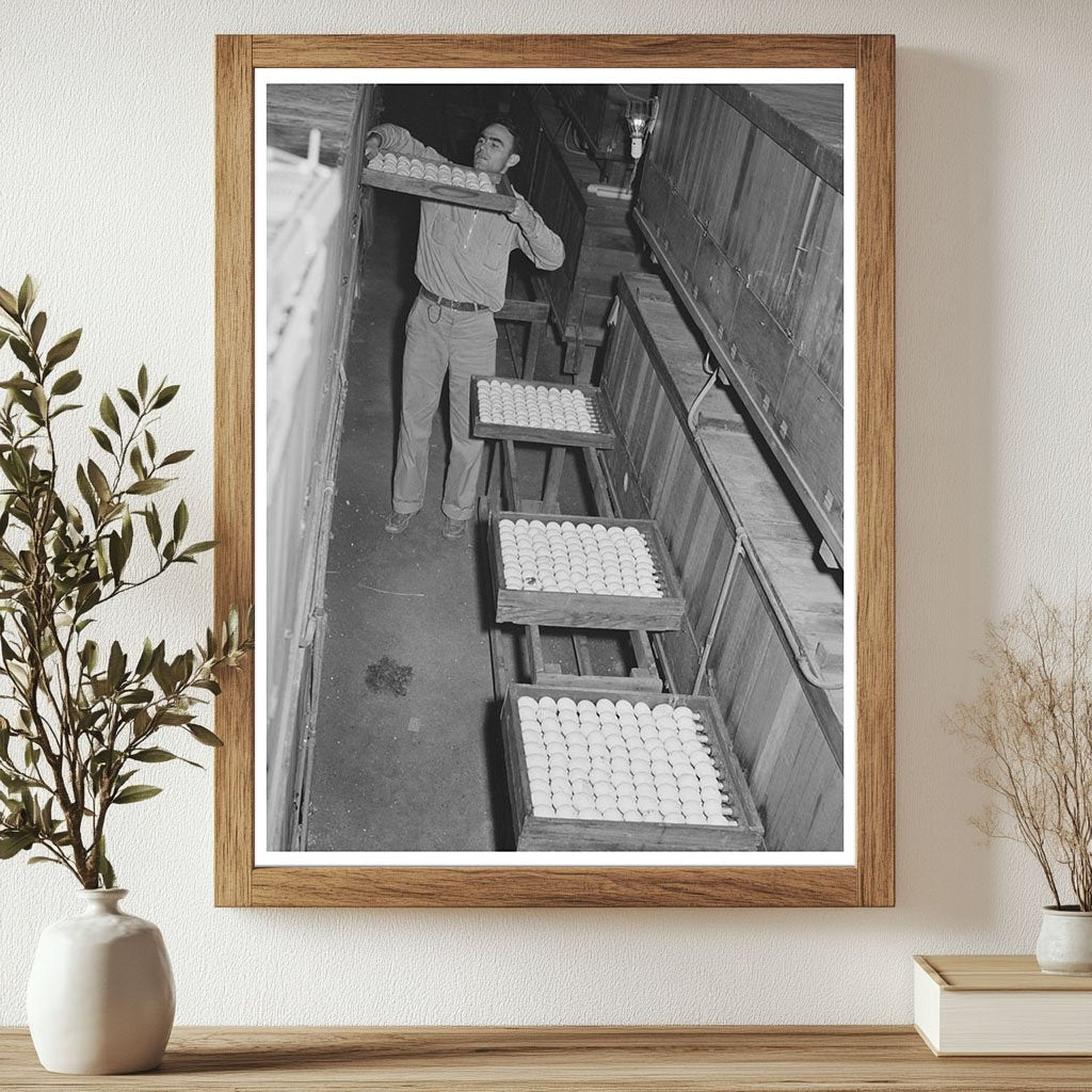 Egg Placement in Incubator at Petaluma Hatchery 1942