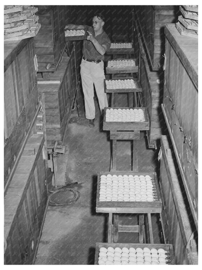 Petaluma Hatchery Egg Incubation January 1942