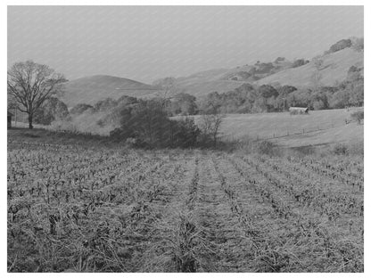 Unpruned Grape Vines in Sonoma County January 1942