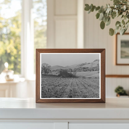 Unpruned Grape Vines in Sonoma County January 1942