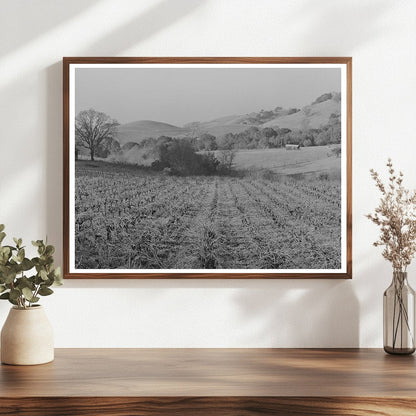 Unpruned Grape Vines in Sonoma County January 1942