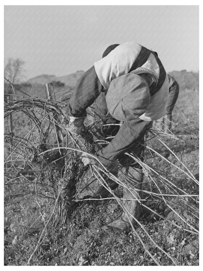 Grape Vine Pruning in Sonoma County January 1942