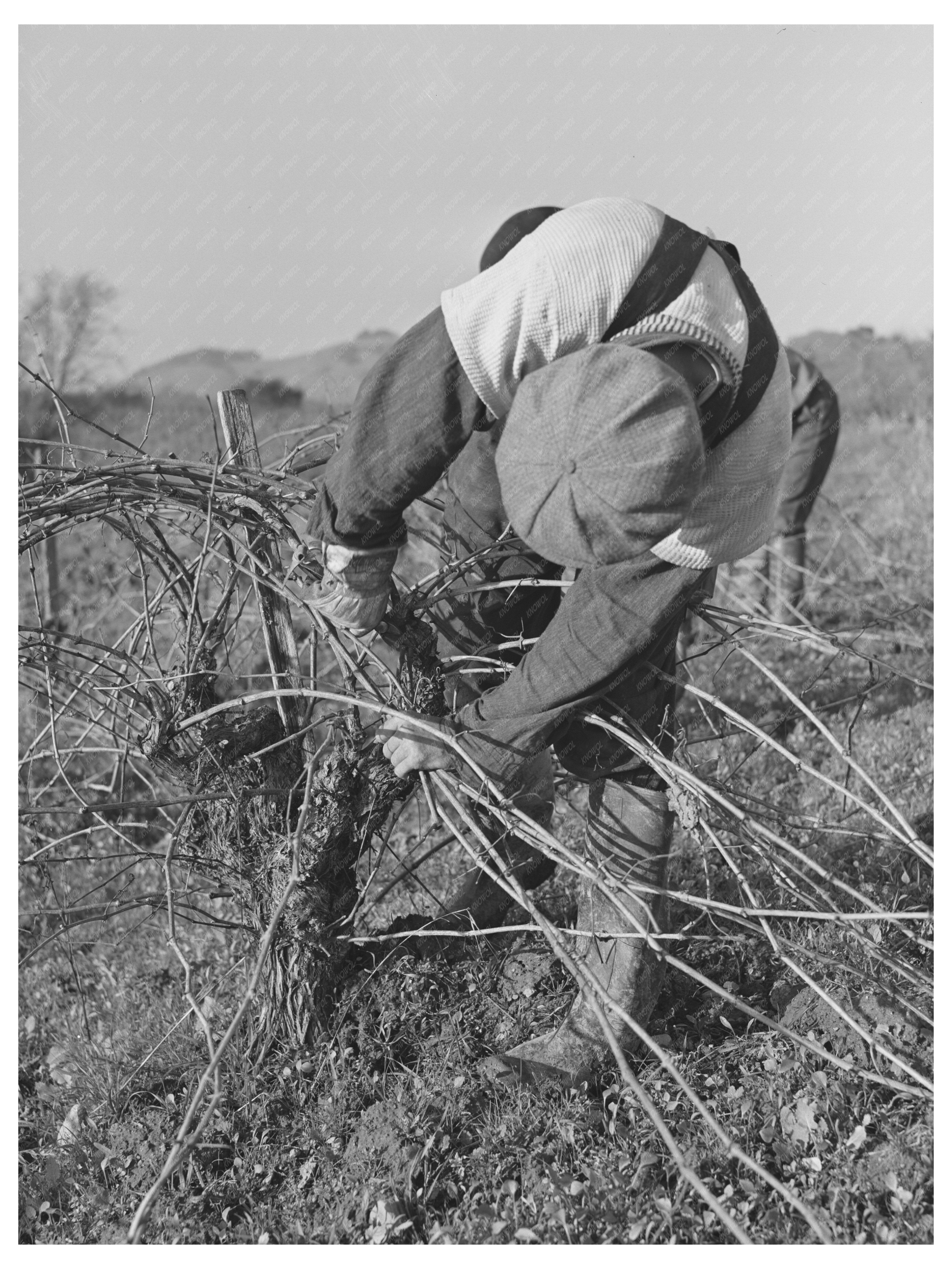 Grape Vine Pruning in Sonoma County January 1942