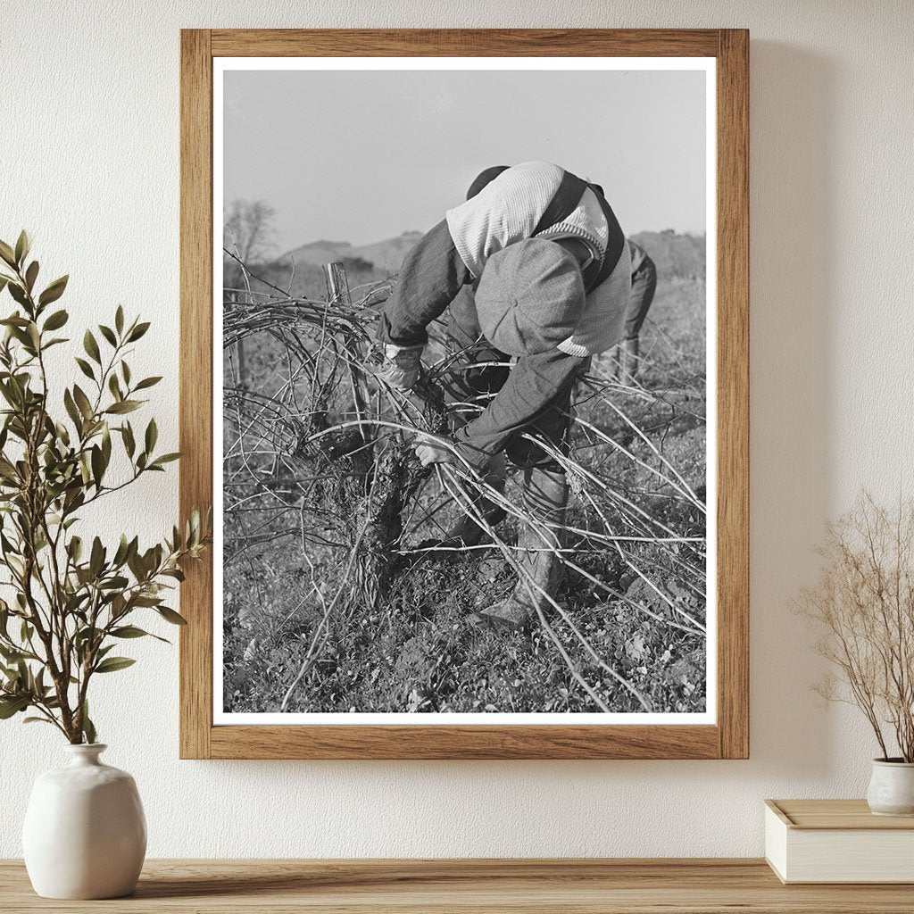 Grape Vine Pruning in Sonoma County January 1942