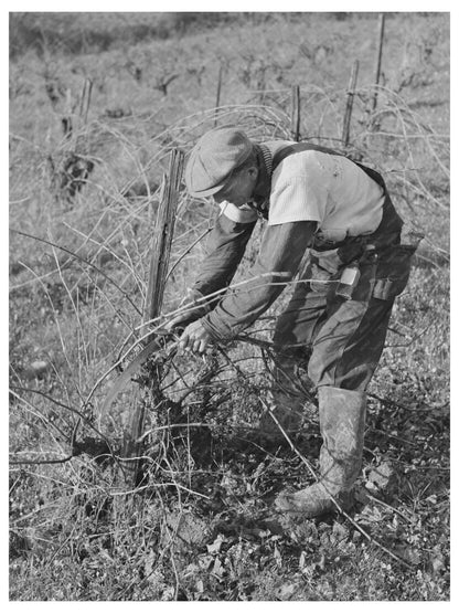 Pruning Grape Vines in Sonoma County January 1942