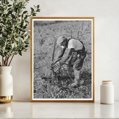 Pruning Grape Vines in Sonoma County January 1942