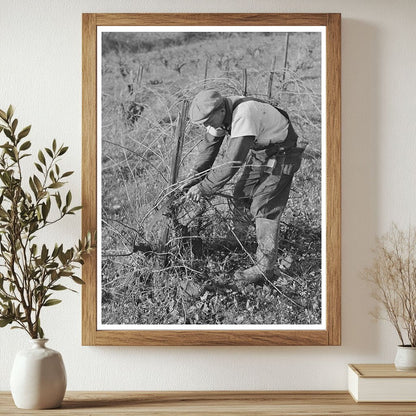 Pruning Grape Vines in Sonoma County January 1942