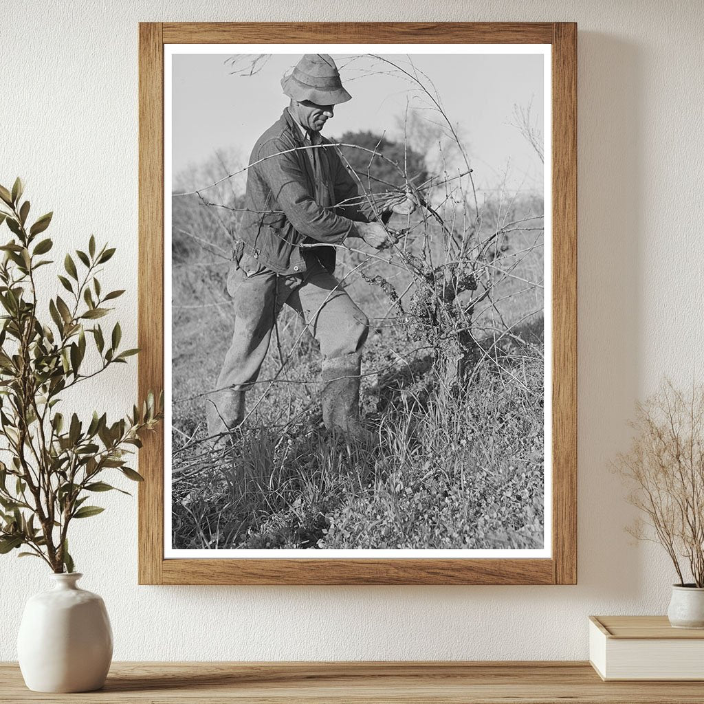 1942 Grape Vine Pruning in Sonoma County Vineyard