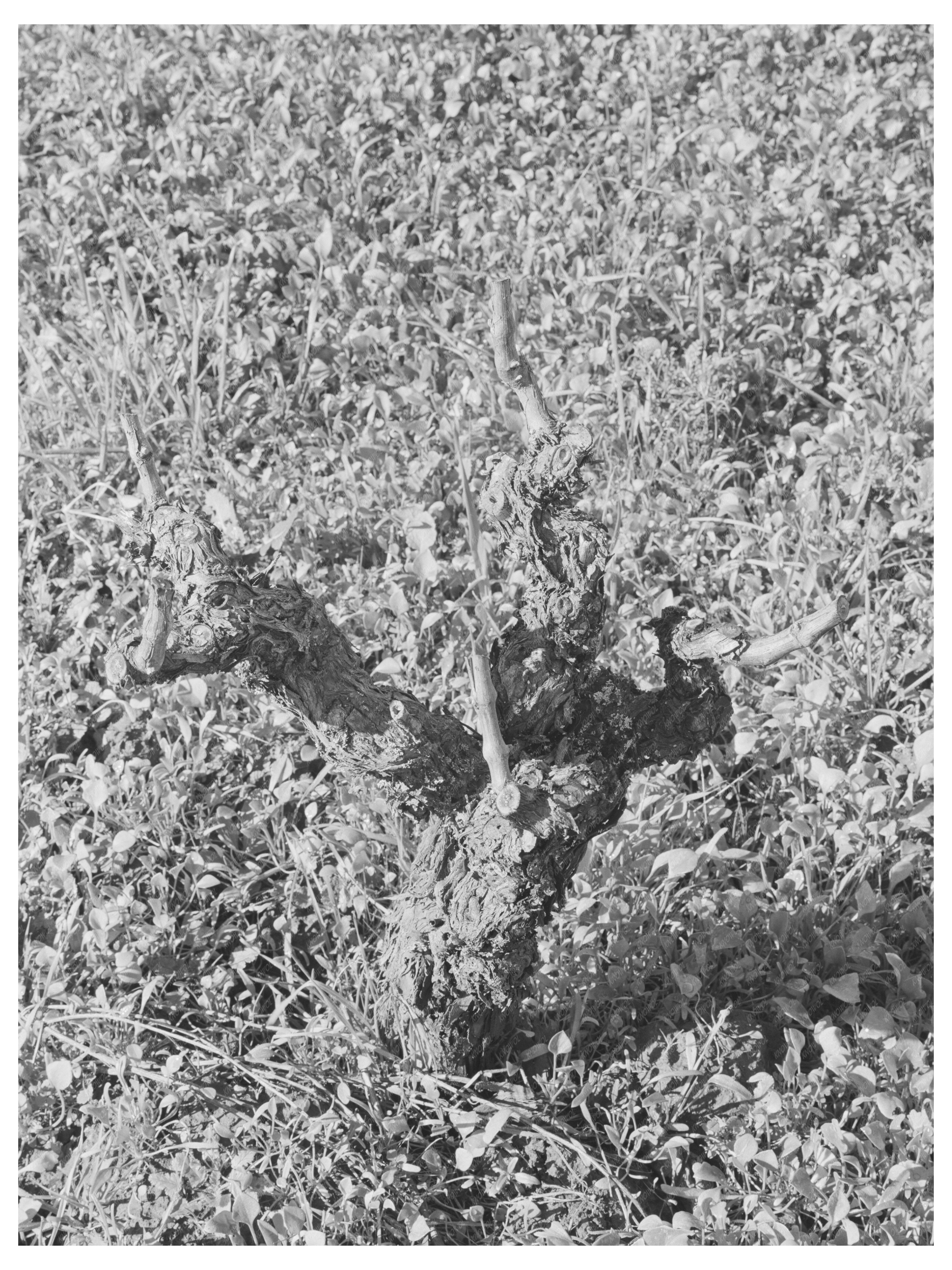 Sonoma County Grape Vines January 1942 Vintage Photo