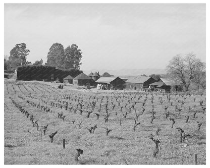 Sonoma County Vineyard and Winery January 1942