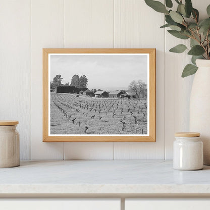 Sonoma County Vineyard and Winery January 1942