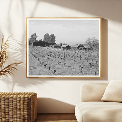 Sonoma County Vineyard and Winery January 1942