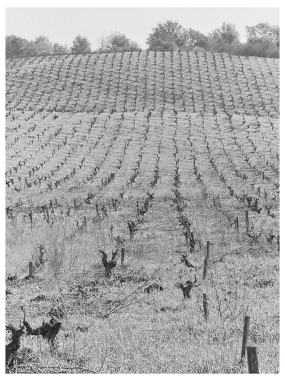 Sonoma County Vineyards Agricultural Landscape 1942