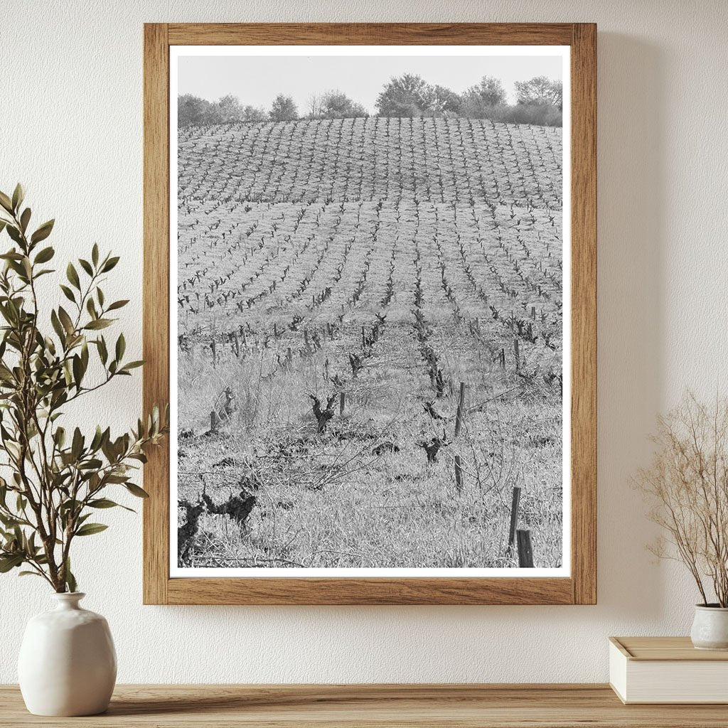 Sonoma County Vineyards Agricultural Landscape 1942