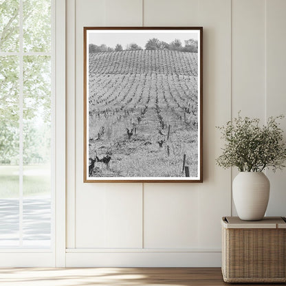 Sonoma County Vineyards Agricultural Landscape 1942