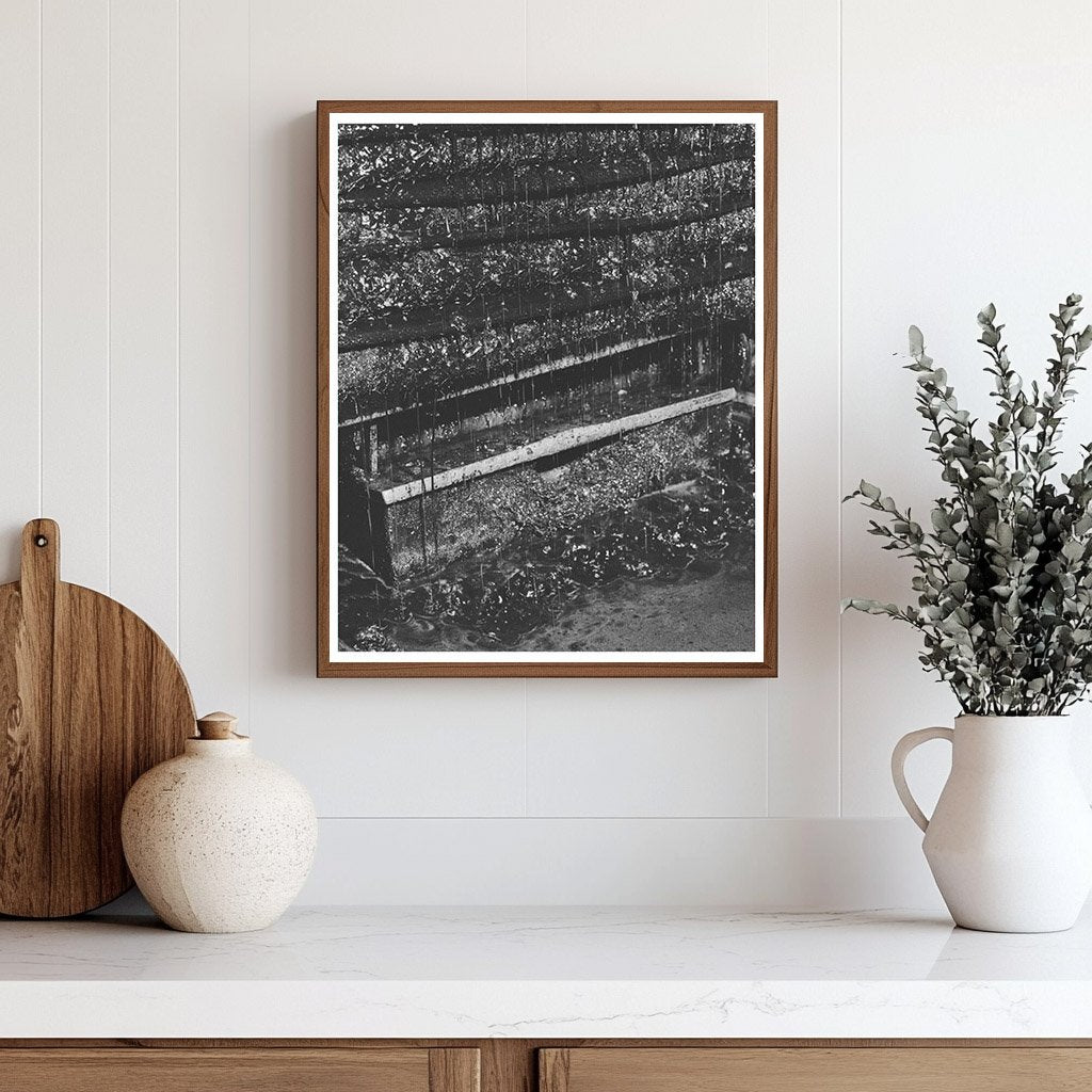 Olive Oil Extraction in Lindsay California February 1942