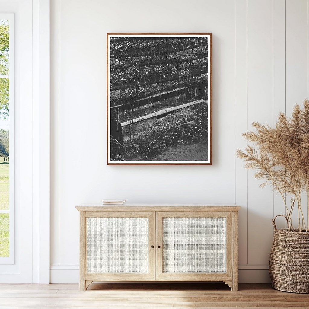 Olive Oil Extraction in Lindsay California February 1942