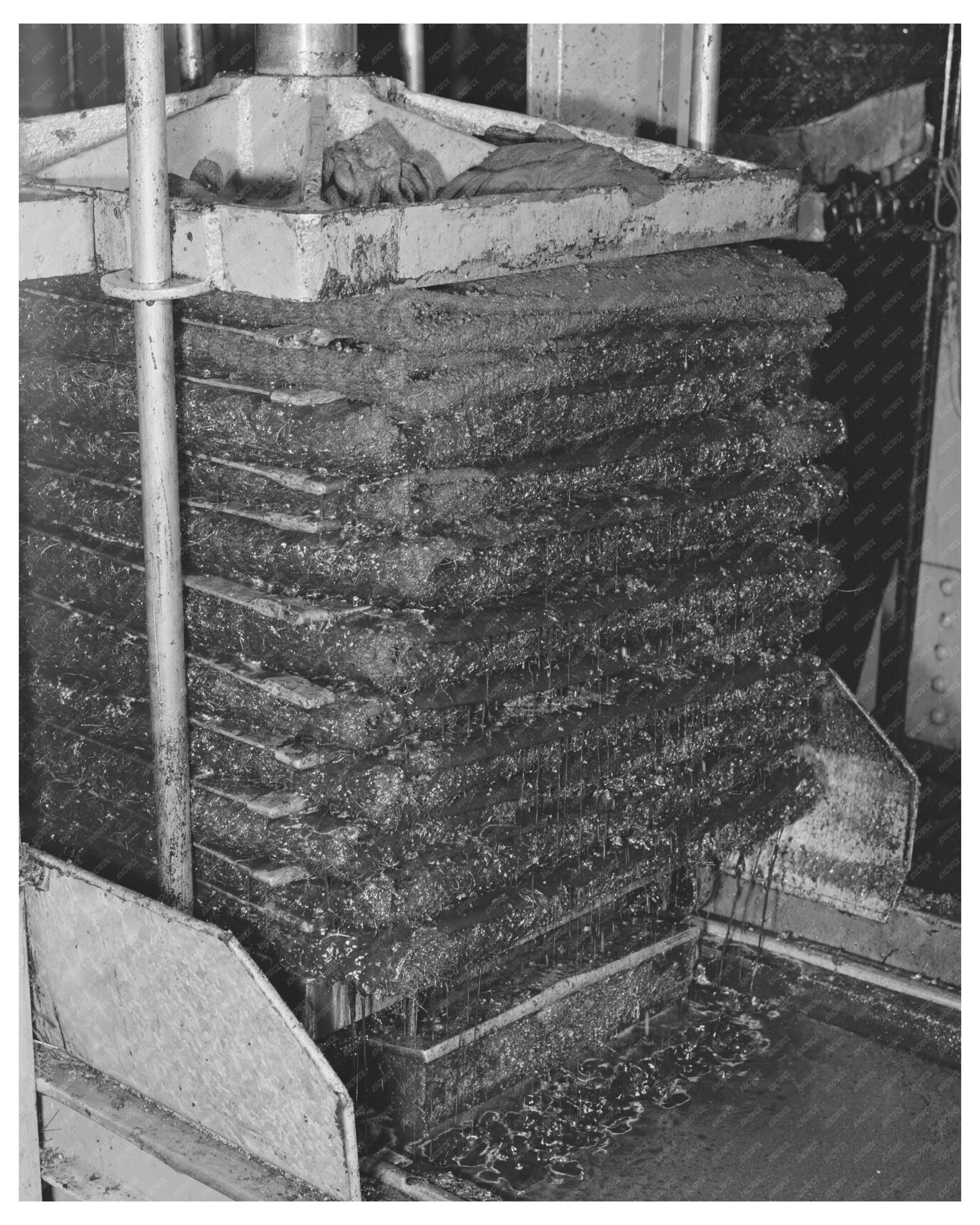 Olive Oil Extraction Process in Lindsay California 1942