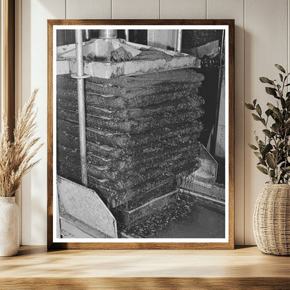 Olive Oil Extraction Process in Lindsay California 1942