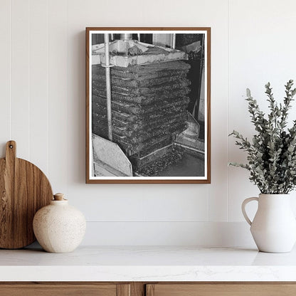 Olive Oil Extraction Process in Lindsay California 1942