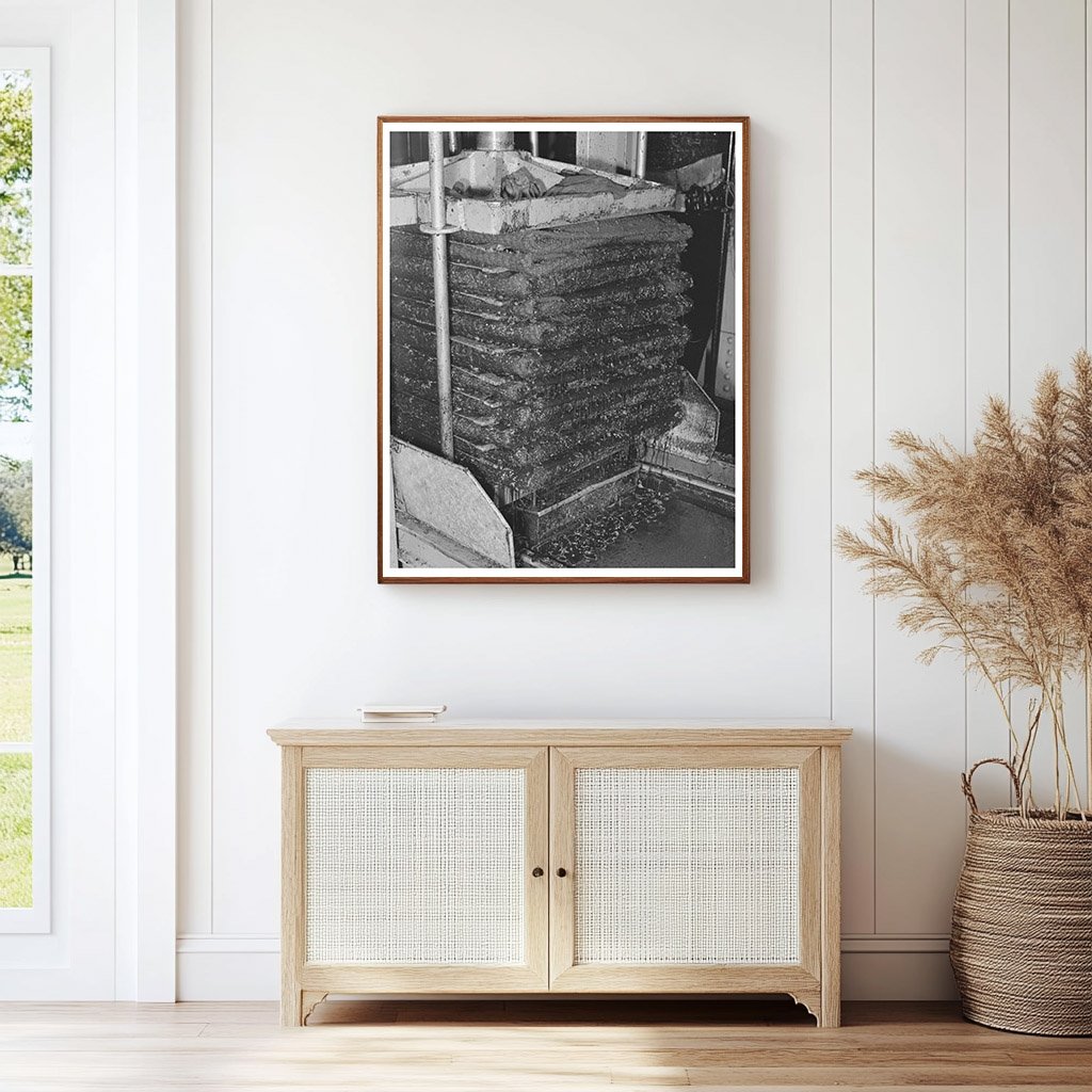 Olive Oil Extraction Process in Lindsay California 1942