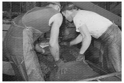 Workmen Processing Olives for Oil Production February 1942