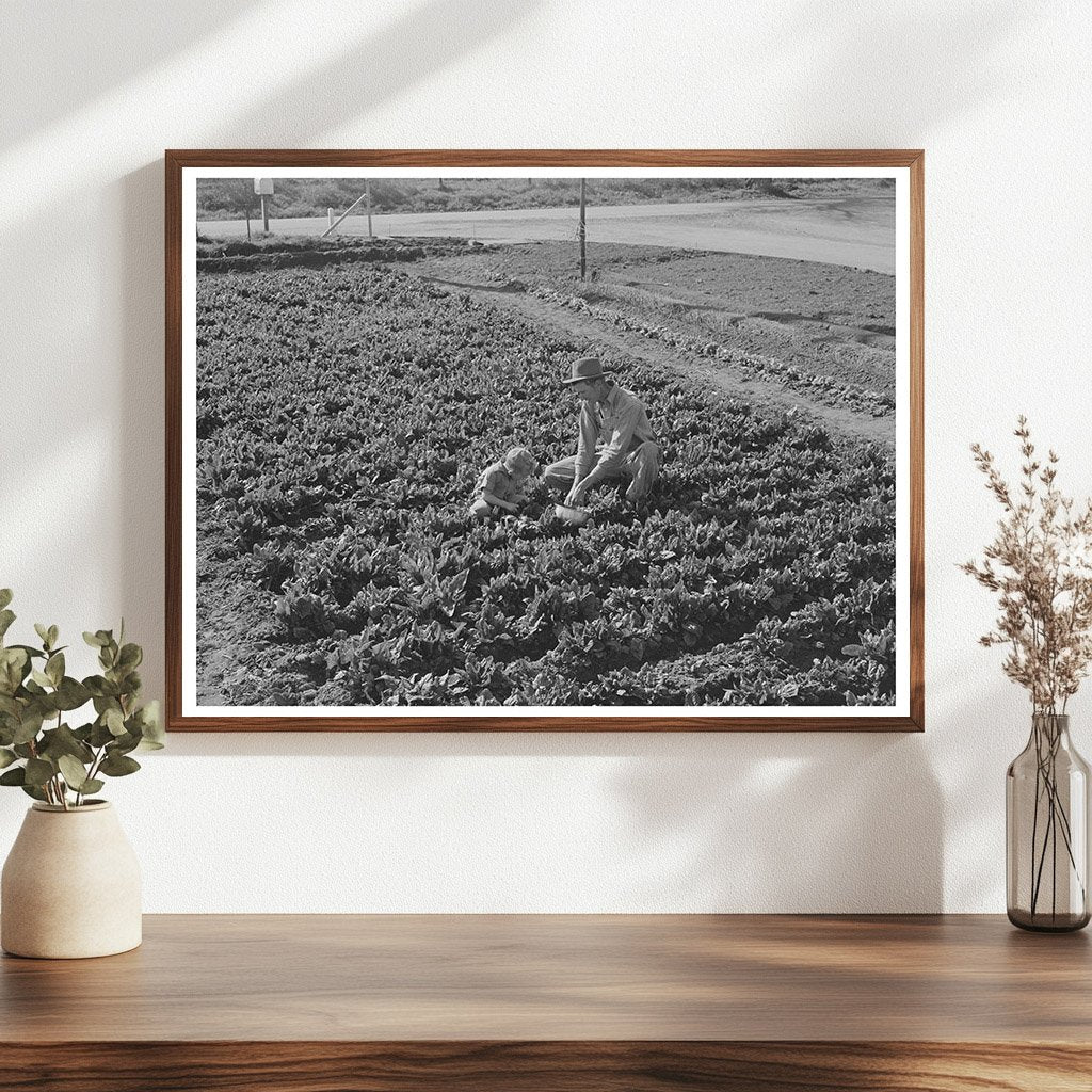 Farm Worker and Son Picking Greens Woodville California 1942