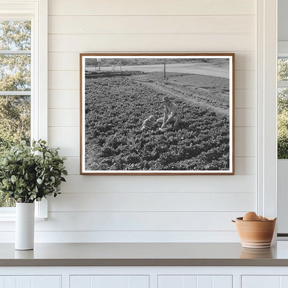 Farm Worker and Son Picking Greens Woodville California 1942