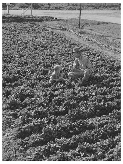 Farm Worker and Son Gathering Greens Tulare County 1942