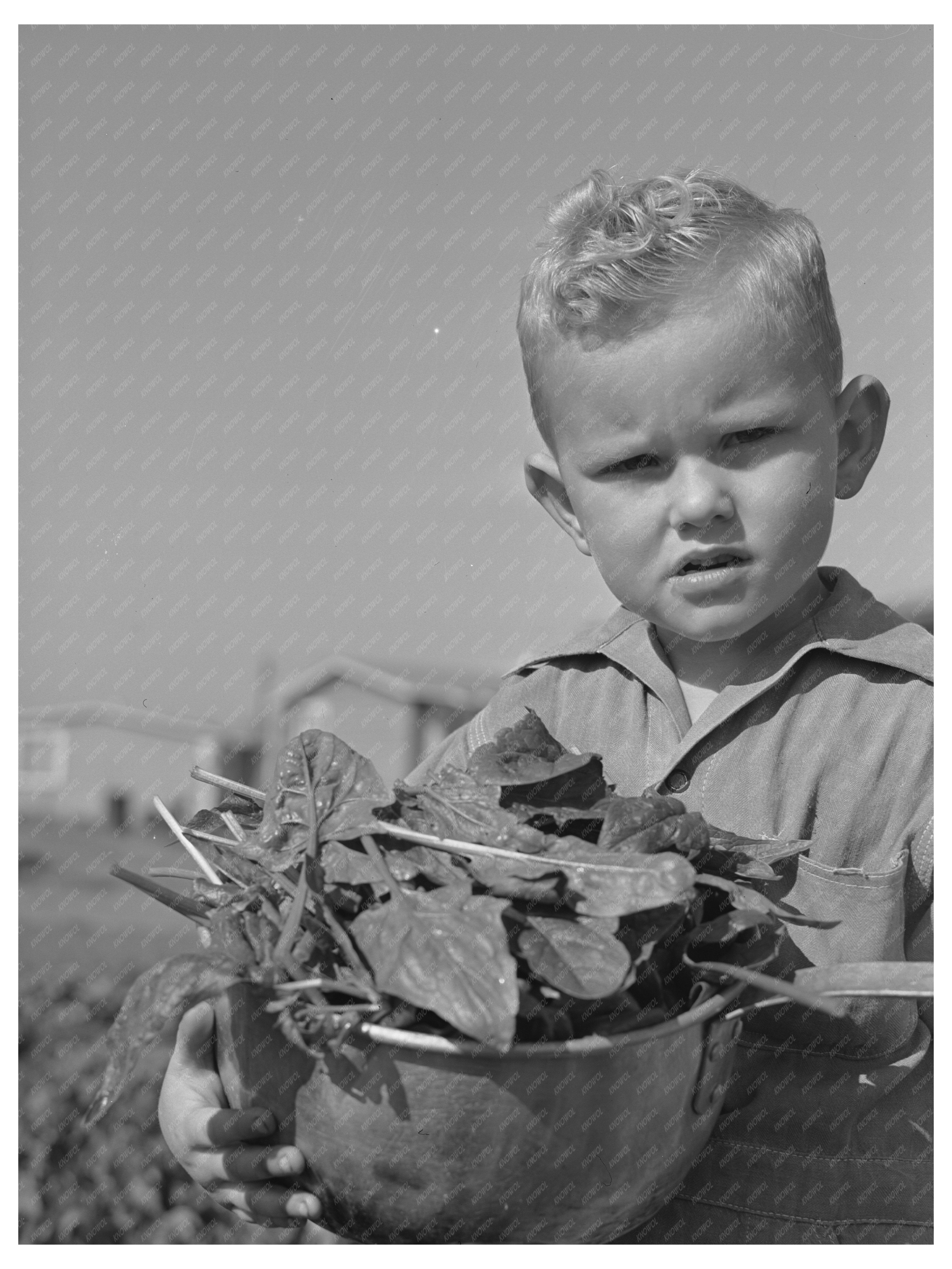 Young Boy in Farm Workers Community Woodville California 1942