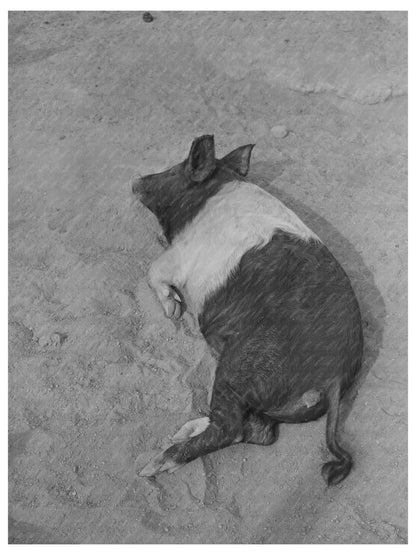 Pig at Casa Grande Farms Coolidge Arizona 1942