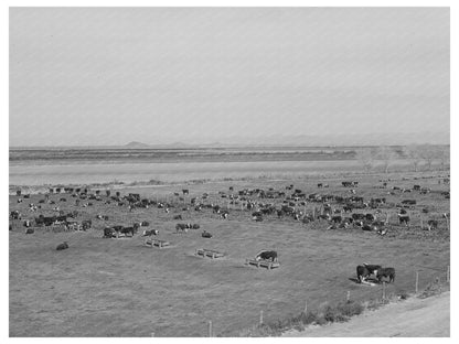 Beef Cattle Feeding Lot Casa Grande Farms Arizona 1942