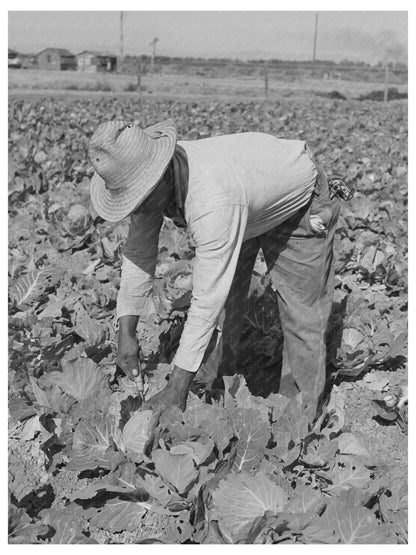 Cabbage Cutting in Imperial County California 1942