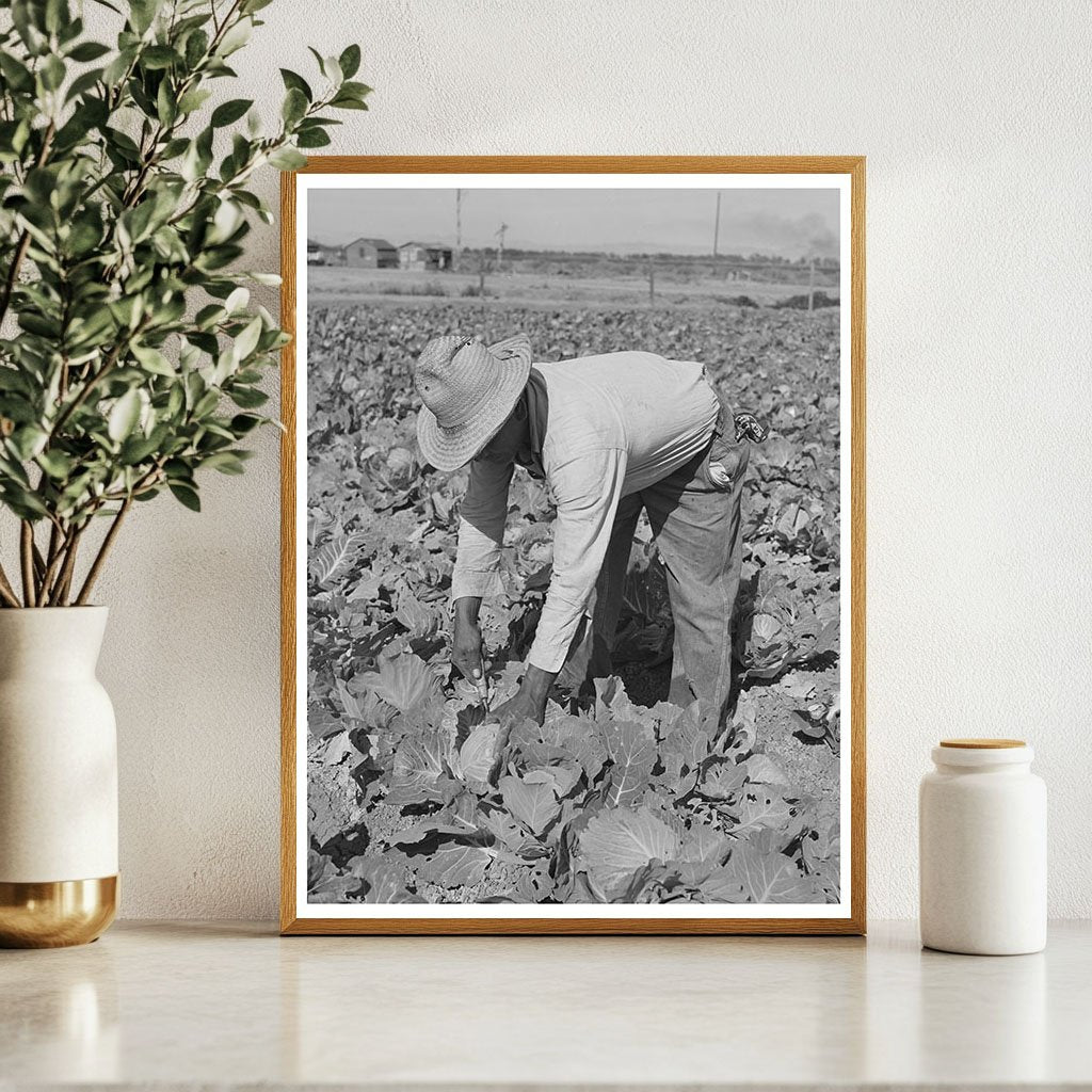 Cabbage Cutting in Imperial County California 1942