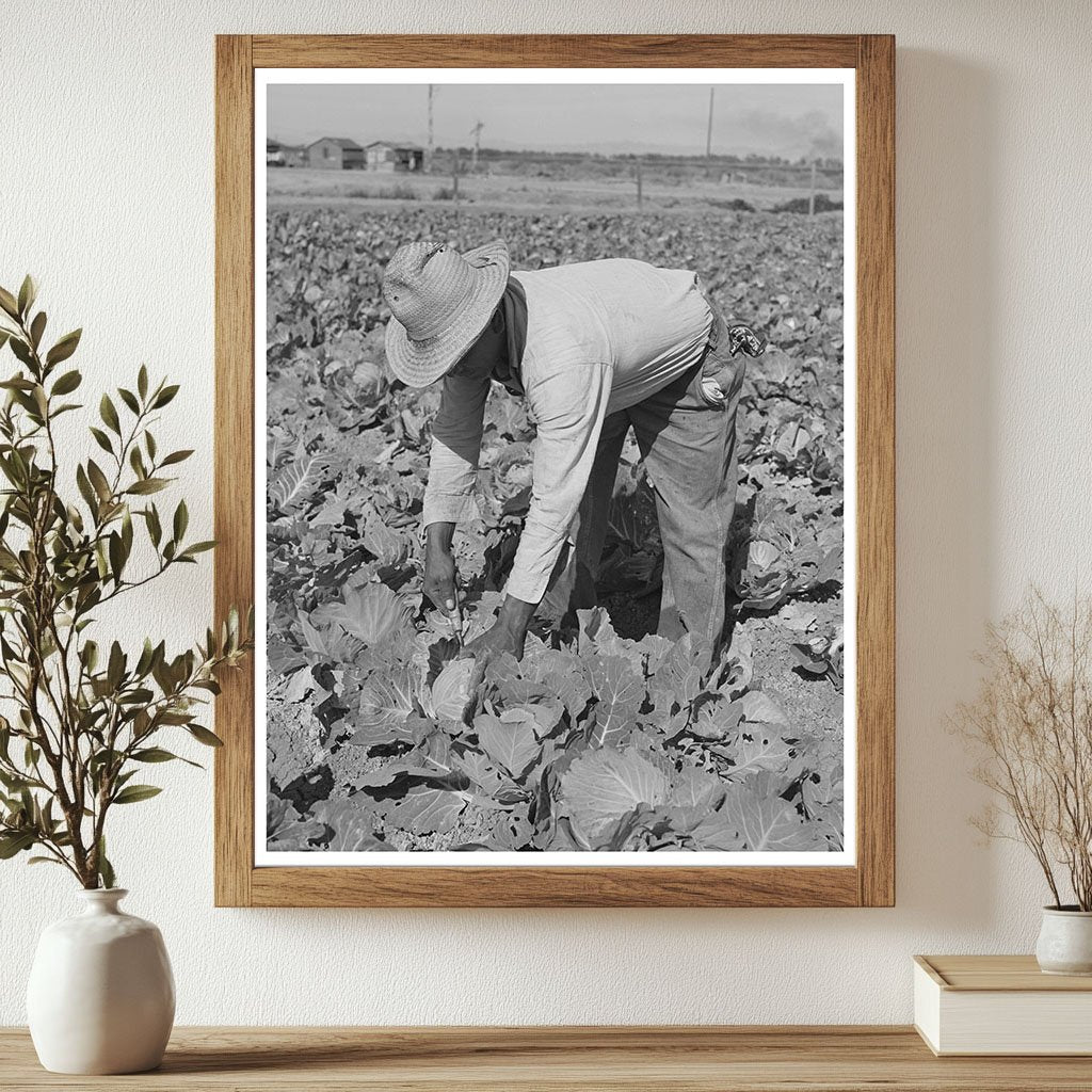 Cabbage Cutting in Imperial County California 1942