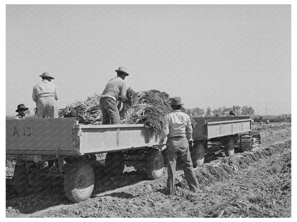 1942 Vintage Photo of Carrot Harvesting in California